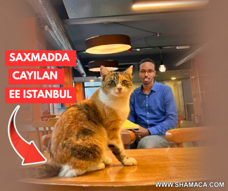 Buuqa, Bisadaha, iyo Buruudda Istanbul